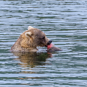 Alaska_2018-2595.jpg