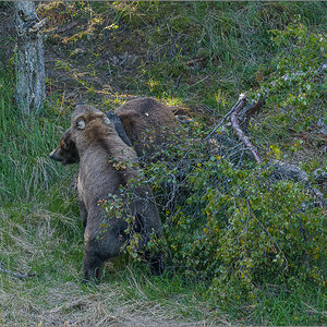Alaska_2018-2245.jpg