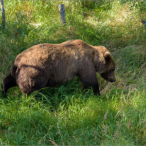 Alaska_2018-2235.jpg