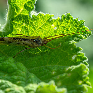 OF2_42190.jpg