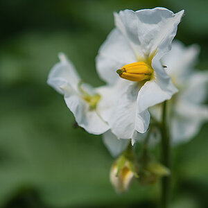Kartoffelblüte 1-1.jpg