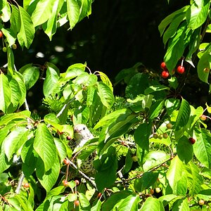 Suchbild im Kirschbaum