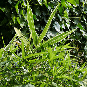 P1220311HAxl.jpg