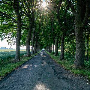 Die Allee