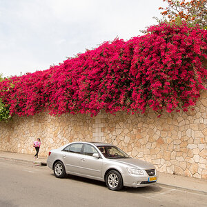 DSC_1425-1.JPG