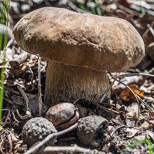 Steinpilz 200620 (1 von 1).JPG