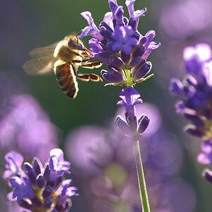Lavendel mit Honigbiene.jpg