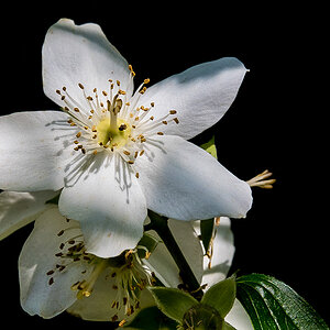 Jasmin (1 von 1).JPG