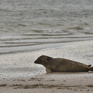 A Seal 20200617 Beestenbrigade-026.jpg