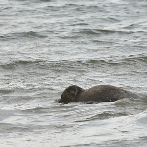 A Seal 20200617 Beestenbrigade-029.jpg