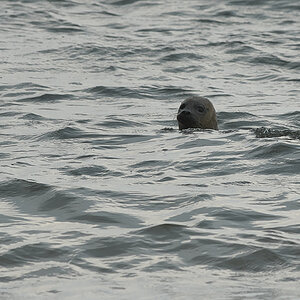 A Seal 20200617 Beestenbrigade-033.jpg