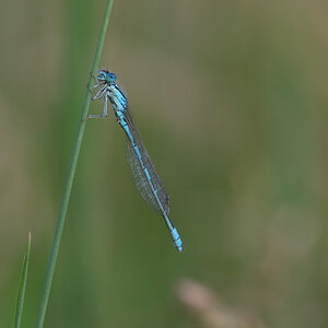 Libelle