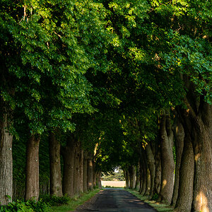 Allee