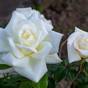 OF2_42103.jpg