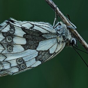 Schachbrettfalter (M.) in Schlafposition IIII.jpg