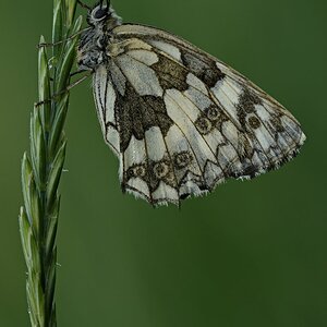 Schachbrettfalter (W.) in Schlafposition II.jpg