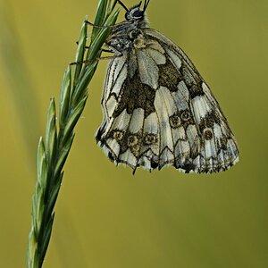 Schachbrettfalter (W.) in Schlafposition III.jpg