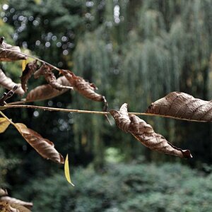Herbst Blatt