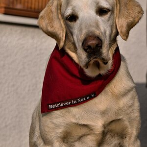 Hdr Selma Retrievertuch