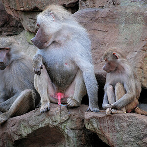 zoo