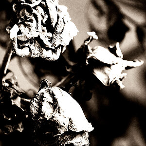 Dead Flowers by The Rolling Stones