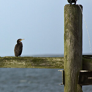 Usedom4