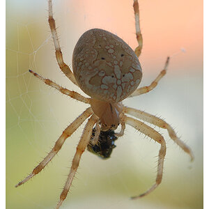 The Spider and The Fly by The Rolling Stones