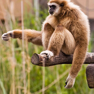 Monkey Man by The Rolling Stones