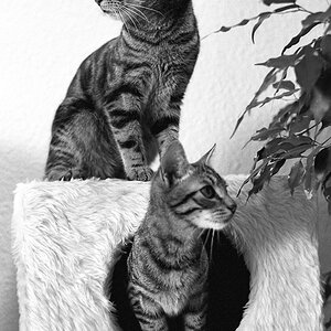 Acki und Samson
