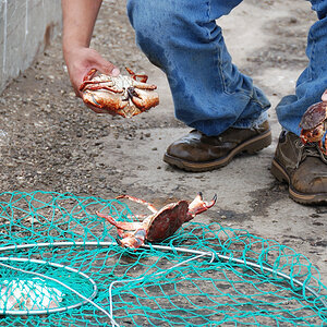 SFO Crabs