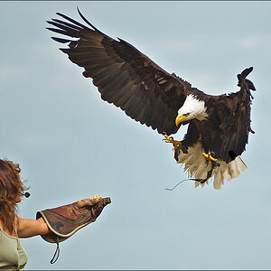 Weisskopf Seeadler Anflug2