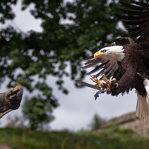 Weisskopf Seeadler Anflug 1