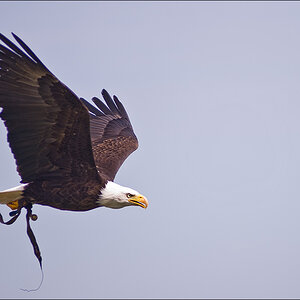 Weisskopf Seeadler Flug 1