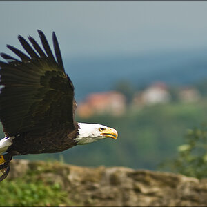 Weisskopf Seeadler flug 2