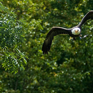 Weisskopf Seeadler flug 3