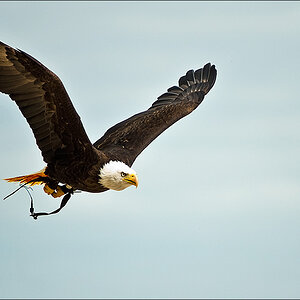Weisskopf Seeadler flug 4