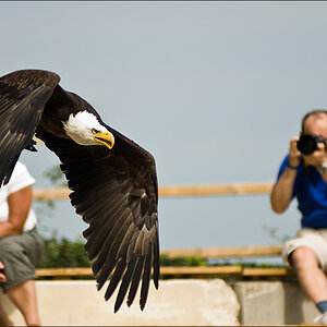 Weisskopf Seeadler MakingOf