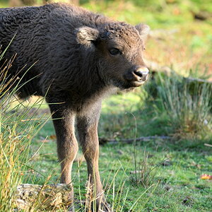 20081017 170502Wildpark Poing