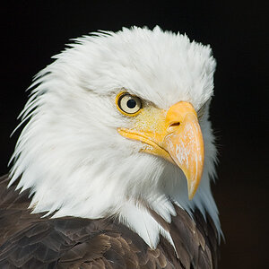 Weisskopf Seeadler Portrait