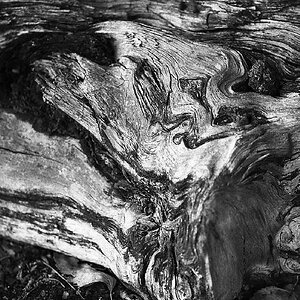 fossiles Holz, im Großen Moor
