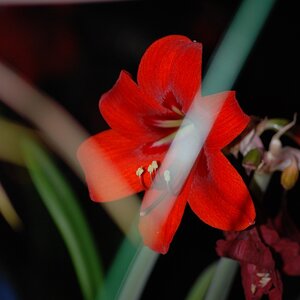 Amaryllis