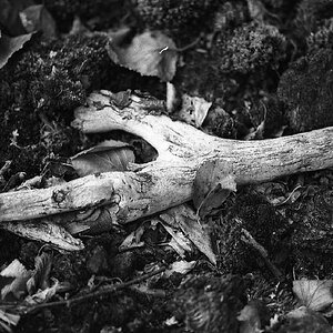 img070 fossiles Holz, fast zoologische Strukturen
