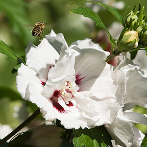 bienchen1