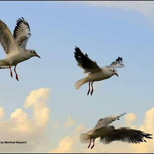 •Flugshow•
Drei mal "Larus ridibundus" Lachmöven im Flug ( Nord Vorpommern )