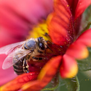 bienchen2
