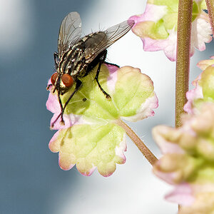 fly