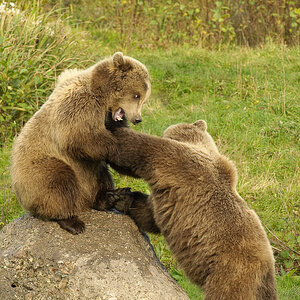 Wildpark Poing