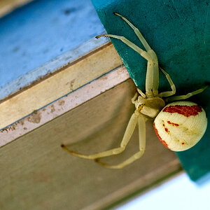 spider