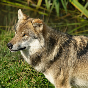 Wildpark Poing