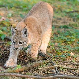 Wildpark Poing